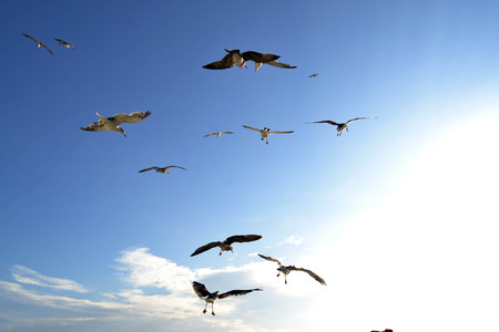 The group of Albatrosses / shearwaters (or "rookery") following the ship during my trip sailing from Korea to China. Pic was taken in August 2017のeditorial素材