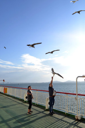 People giving food to the albatrosses on a ship. Pic was taken in August 2017の写真素材