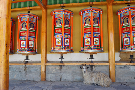Mountain goat around prayer wheels in Xiahe (Labrang), Amdo Tibet - China. Pic was taken in September 2017の写真素材