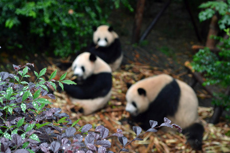 Panda bear: arguably the icon of Chengdu, or even Sichuan Province. Though considered as carnivore, it eats mostly bamboo (over 99% of its diet). Pic was taken in Chengdu, September 2017.のeditorial素材