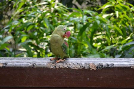 Not sure about its species, probably a green cockatoo? Found in Hong Kong.