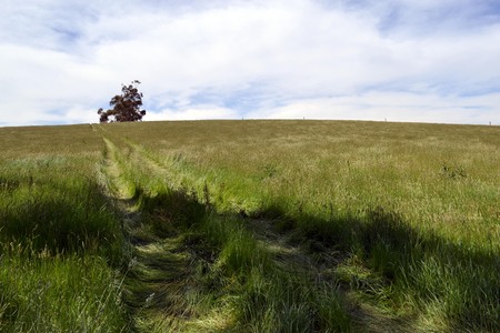The plain landscape of grassland, in Tarrawara, Victoria, Australia. Pic was taken in November 2016.の写真素材
