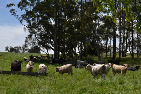 The group of cows in a farm in Tarrawara, Australia. Pic was taken in November 2016.の写真素材