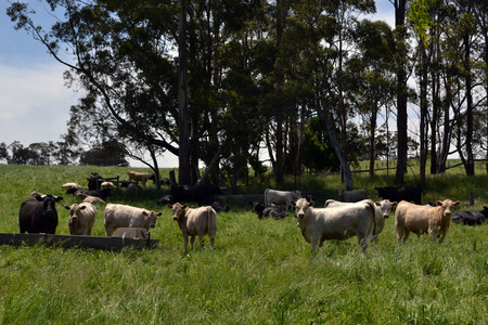 The group of cows in a farm in Tarrawara, Australia. Pic was taken in November 2016.の写真素材