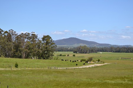 The dirt road in a farm, Victoria, Australia. Pic was taken in November 2016.の写真素材