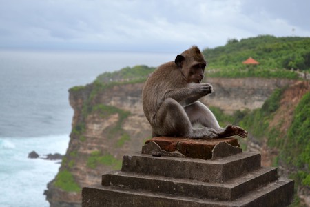 The monkey around a temple, island of Bali - Indonesia. There's a lot of monkeys for sure! Pic was taken in January 2016.の写真素材
