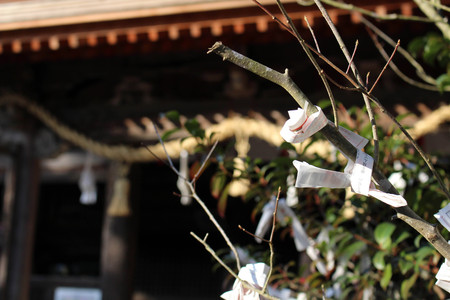 The paper prayers hanging on a tree at Japanese Shinto Temple.のeditorial素材