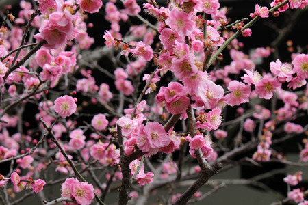 The sakura flowers and a temple as its background. Taken in Japan - February 2018.のeditorial素材