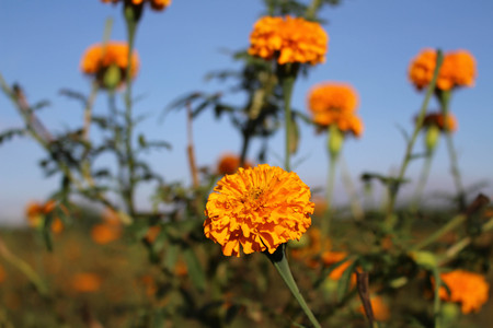 The marigold flowers or locally known as "gemitir".の写真素材