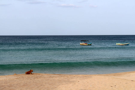 A dog relaxing around white sand beach and lazy wave of Dutch Bay in Trincomalee. Taken in Sri Lanka, August 2018.の写真素材