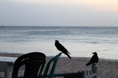 A crow around white sand beach and lazy wave of Dutch Bay in Trincomalee. Taken in Sri Lanka, August...