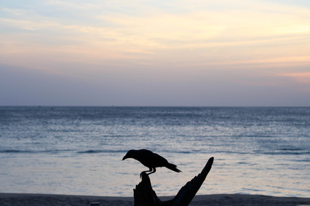 A crow around white sand beach and lazy wave of Dutch Bay in Trincomalee. Taken in Sri Lanka, August 2018.の写真素材