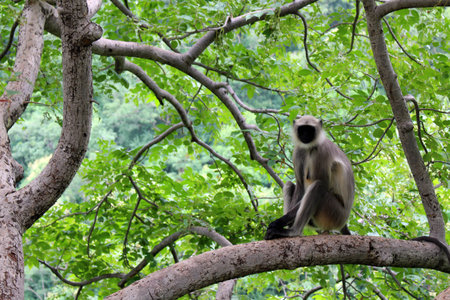 The black-faced Indian monkey sitting on a branch around Ajanta Caves.