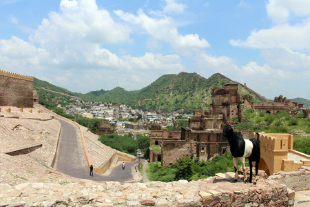 A goat at the Amber Fort overlooking the town of Amer. Taken in India, August 2018.のeditorial素材