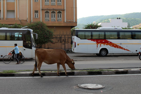 A cow or cows, the most venerated animal in the country, relaxing and sitting around the highway or the main road. They are roaming around in any street here. Taken in India, August 2018.のeditorial素材