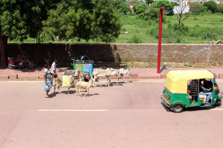 The people with donkeys around the street on the way to Taj Mahal in Agra. Taken in India, August 2018.のeditorial素材