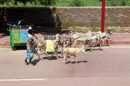 The people with donkeys around the street on the way to Taj Mahal in Agra. Taken in India, August 2018.のeditorial素材
