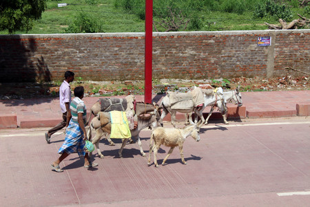 The people with donkeys around the street on the way to Taj Mahal in Agra. Taken in India, August 2018.のeditorial素材