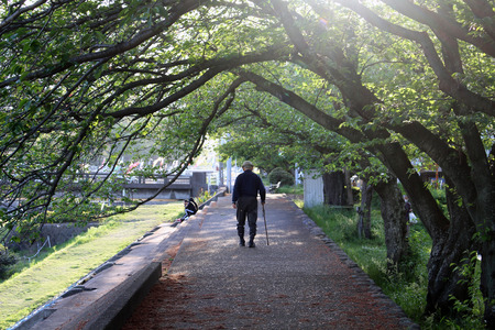 An old man with cane enjoying walk at one park in Beppu. Taken in Oita, April 2019.の写真素材