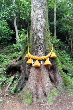 Tree bound by shimenawa rope of Japanese Shinto. Taken in August 2019の写真素材