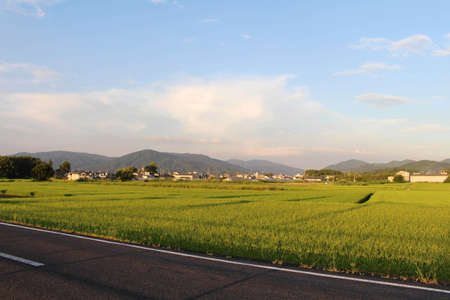 Paddy field and housing area in Asuka, Nara, Japan. Taken in September 2019.の写真素材