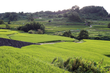 Beautiful landscape of rice terrace in Asuka, Nara, Japan. Taken in September 2019.
