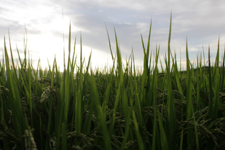 Closeup view of grain of rice in paddy field during sunset.