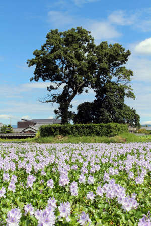 A tree in the middle of a pond full of common water hyacinth flowers.の写真素材
