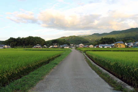 Path, ricefield, and neighborhood in Asuka, Nara. Taken in September 2019.の写真素材