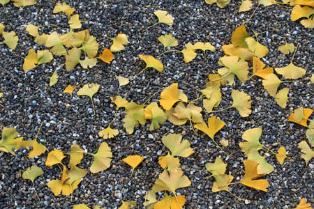 Yellow leaves falling on gravels during spring season in Japan.の写真素材
