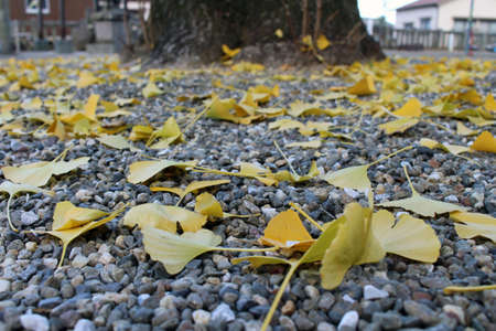 Yellow ginkgo leaves lying on gravels during spring season in Japan.の写真素材
