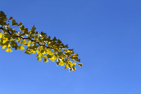 Branches and yellow ginkgo leaves during spring season in Japan.