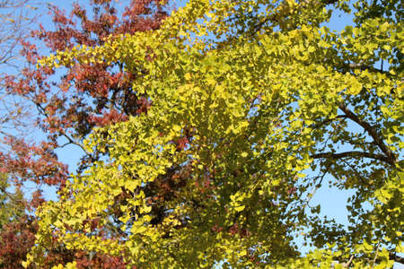 Yellow ginkgo tree with red one as background in spring Japan.の写真素材