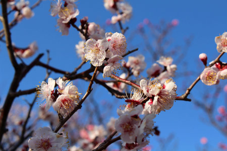 Blooming sakura or shidari ume flowers on branches during spring season in Japan.