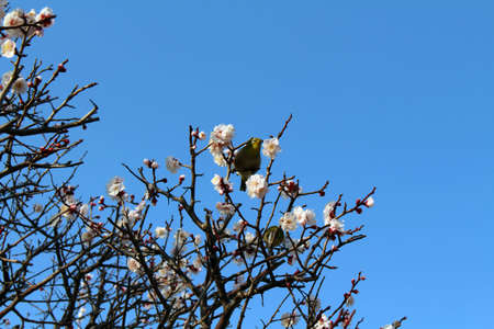 Closeup view of birds feeding itself from white flowers in Japan.の写真素材