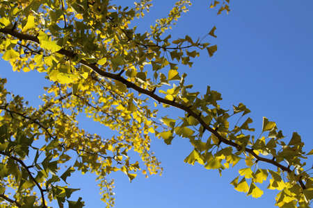 Branches and yellow ginkgo leaves during spring season in Japan.の写真素材