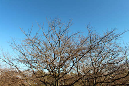 Withered branches, possibly ginkgo tree, during spring season in Japan.の写真素材