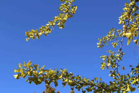 Spring season. Two branches full of yellow ginkgo leaves meeting each other.の写真素材