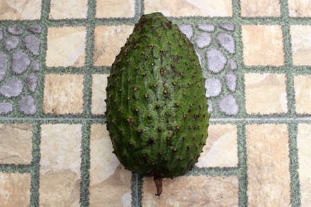 Dark green soursop or sirsak in Indonesia.の写真素材