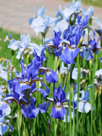 Blue irises on flowerbed.の写真素材