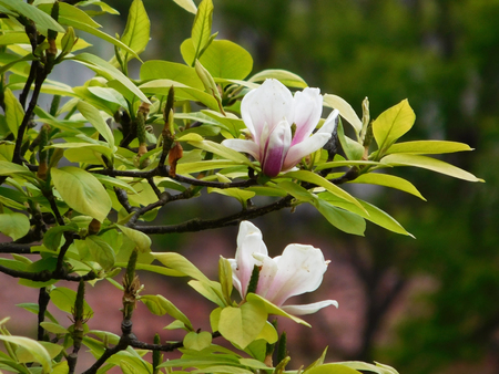 White magnolia flowers on branches.の写真素材