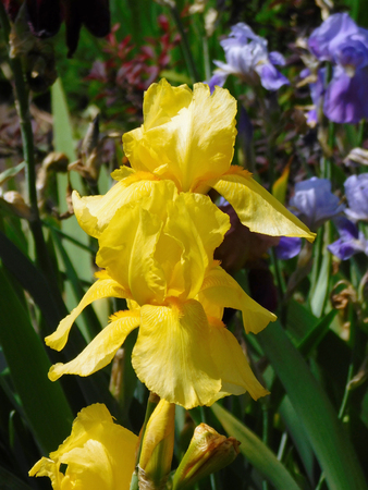 Yellow iris flower macro photo.の写真素材