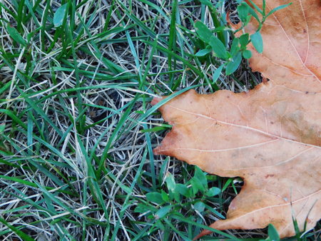 Orange maple leaf on grass.の写真素材