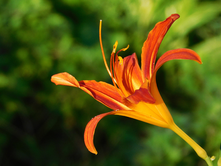 Beautiful orange lily macro photo.の写真素材