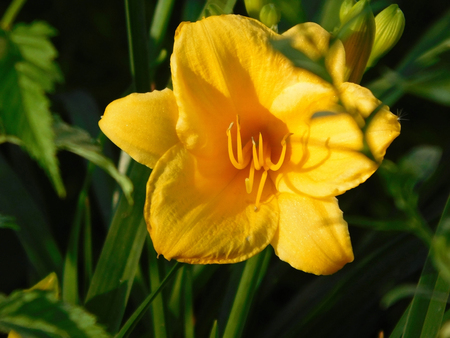 Beautiful yellow lily macro photo.の写真素材