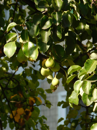 Pear branch with fruits.の写真素材