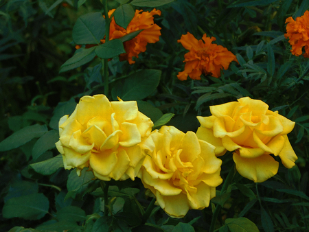 Three yellow roses close-up photo.の写真素材