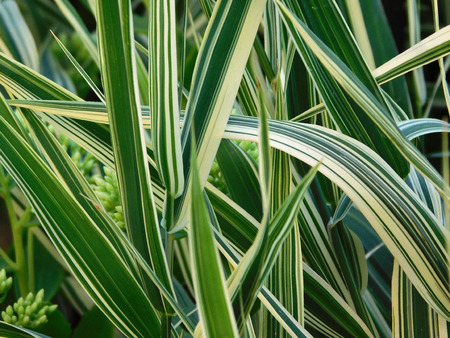 Yucca leaves close-up photo.の写真素材