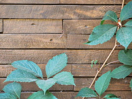Wooden fence and foliage frame.の写真素材