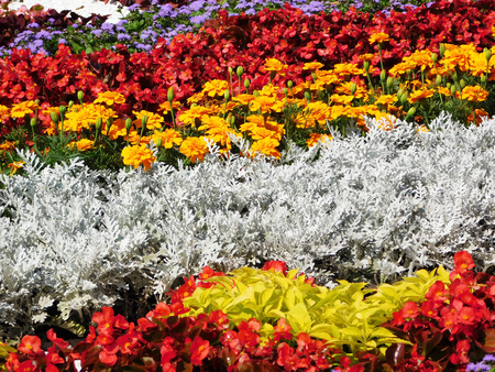 Beautiful colorful flowers and plants on flower bed.の写真素材